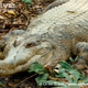 Illustration for article titled Sunday Crocodilian - Tomistoma schlegelii Edition